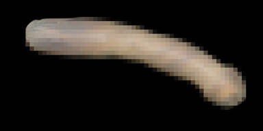 Neu entdecktes Unterwassertier sieht aus wie ein Penis