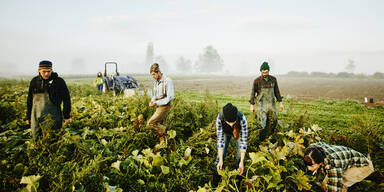 174 Erntehelfer in Bayern mit Corona infiziert