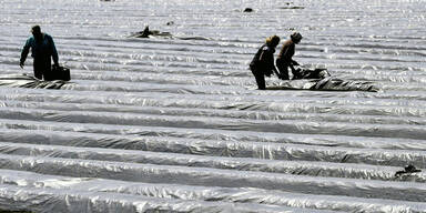 Erntehelferin f&uuml;hlte sich in Nieder&ouml;sterreich ausgebeutet