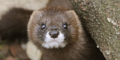 Wegen Corona: 93.000 Nerze in Spanien sollen get&ouml;tet werden