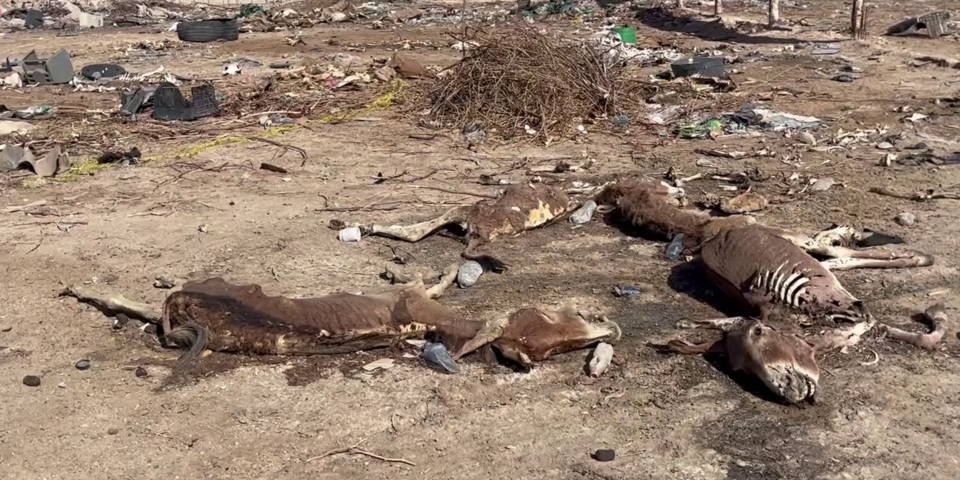 Eselhilfe in Mauretanien