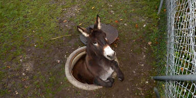 Esel steckte in Schacht fest
