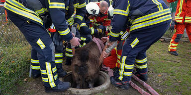 Esel steckte in Schacht fest