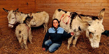 Über 30 tote Pferde und Esel in England gefunden