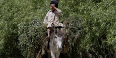 Ölpreis macht türkische Esel zu Goldeseln