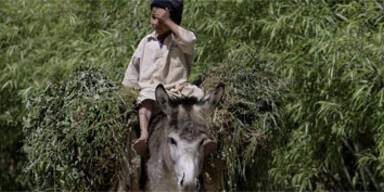 Ölpreis macht türkische Esel zu Goldeseln