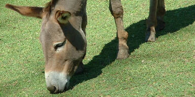Aiderbichl:  Aufhauser gewinnt  Esel-Streit