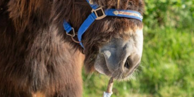 Malender Esel ''Frederic'' begeistert mit seinen Bildern
