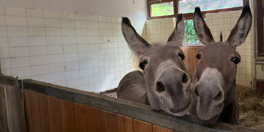 Asterix und Obelix finden Zuflucht in Vösendorf