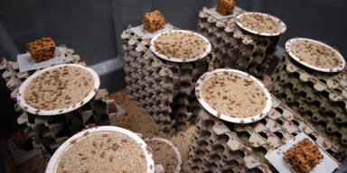 Franzose züchtet Ess-Insekten
