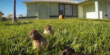 Musikalisches Eulen-P&auml;rchen