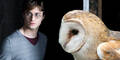Potter-Fans verursachen Eulen-Sterben