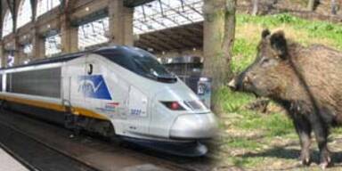 eurostar-schwein