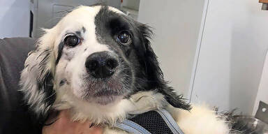 14 Hunde aus Mini-Wohnung gerettet