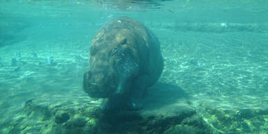 Forscher empfehlen Tötung von Escobars Nilpferden