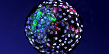 Einer der Embryonen unter dem Mikroskop