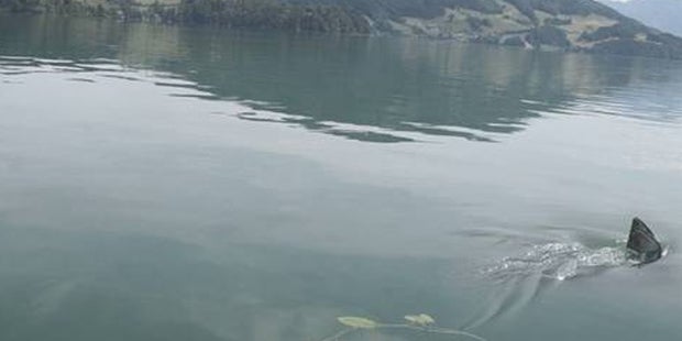 Hai im Mondsee