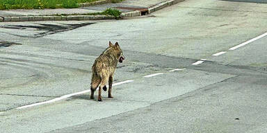 Wolf gesichtet