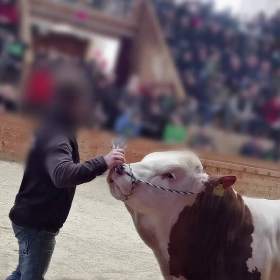 Neue Aufdeckung von Rinder-Versteigerungen