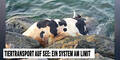Tiertransport auf See: Ein System am Limit
