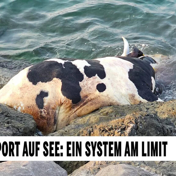 Tiertransport auf See: Ein System am Limit