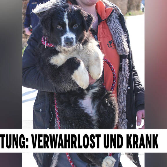 Hunde-Rettung: Verwahrlost und krank