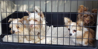 Sieghartsreith Mord Hunde Bezirk Horn