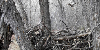 Todes-Fallen auf US-Wanderpfad