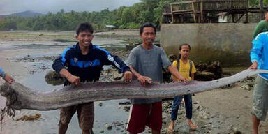 Mysteri&ouml;ses Erdbeben-Monster an Strand gesp&uuml;lt
