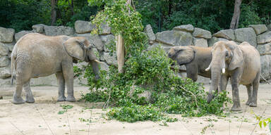 Wiener Elefanten feiern Welttag mit frischer Waldkost