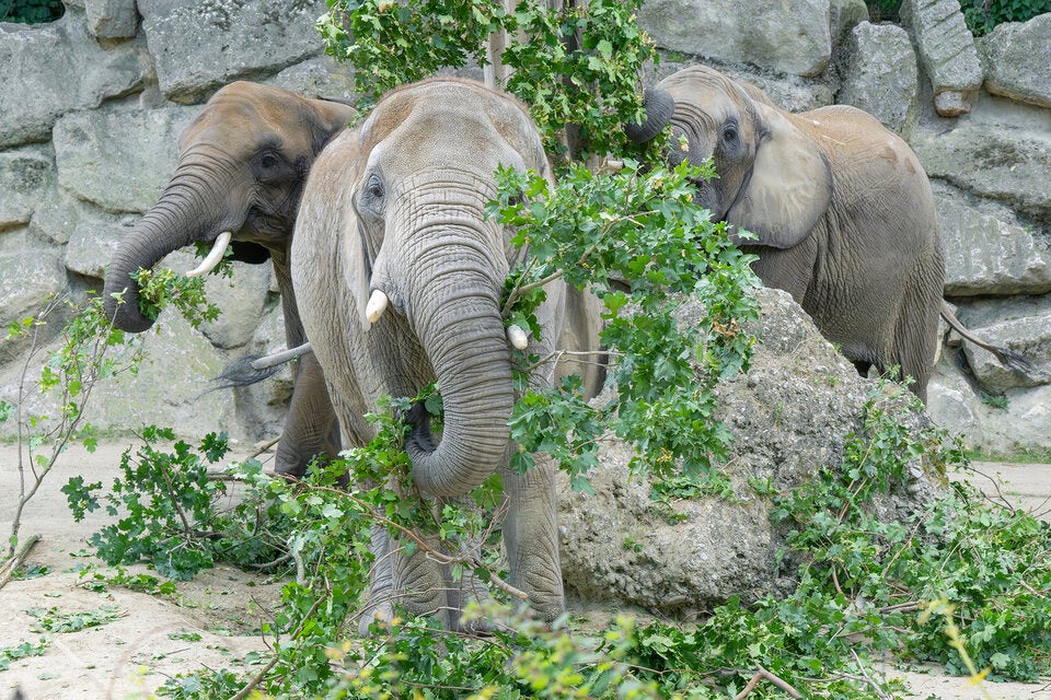 Wiener Elefanten feiern Welttag mit frischer Waldkost