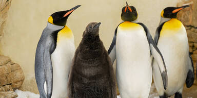 Freier Eintritt f&uuml;r Gl&uuml;ckspilze im Tiergarten Sch&ouml;nbrunn