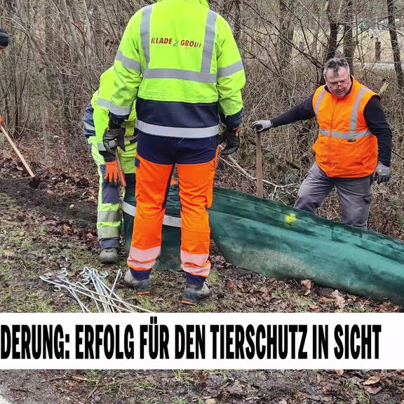 Amphibien-Wanderung: Erfolg für den Tierschutz in Sicht