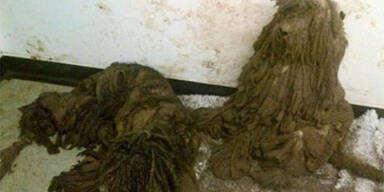 Hunde konnten nicht mehr stehen 