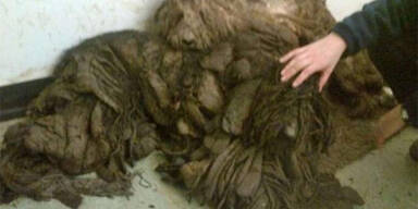 Hunde konnten nicht mehr stehen 