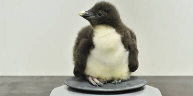 Flauschiger Nachwuchs begeistert Schönbrunn