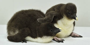 Flauschiger Nachwuchs begeistert Schönbrunn