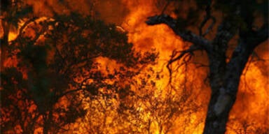 feuer_AP