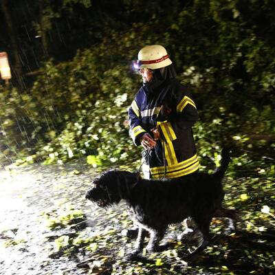 Bäume stürzten auf Autos