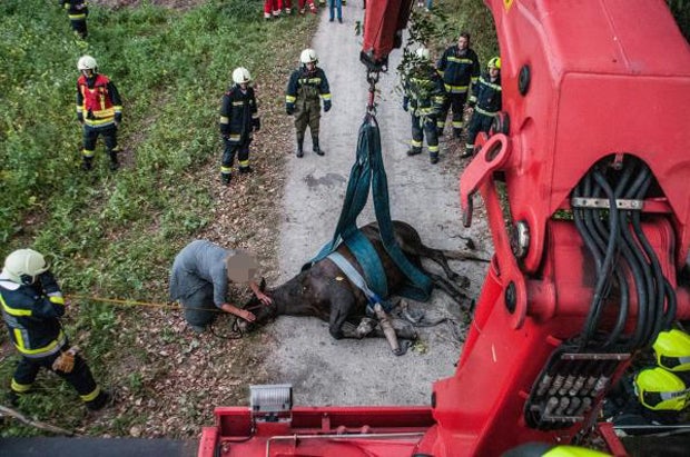 Nach Reit-Unfall: Feuerwehr musste Pferd aus Fluss retten