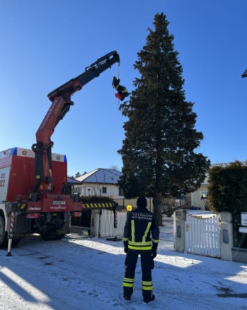Feuerwehr rettet Katze aus 20 Meter hohem Baum