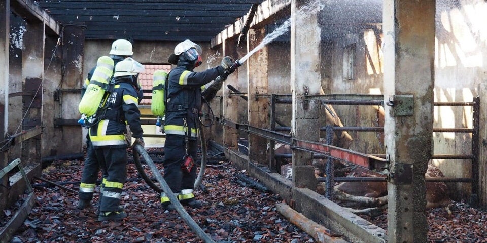 Acht Stiere sterben bei Stall-Brand