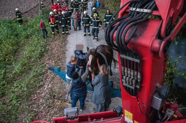 Nach Reit-Unfall: Feuerwehr musste Pferd aus Fluss retten