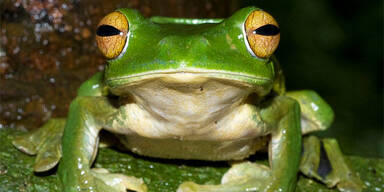Neue Tierart endeckt: Fliegende Frösche