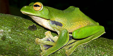 Neue Tierart endeckt: Fliegende Frösche