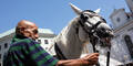 Fiaker-Streit: Wie geht es den Pferden wirklich?