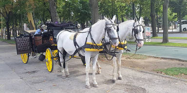 35,5 Grad: erstmals hitzefrei f&uuml;r Wiens Fiaker