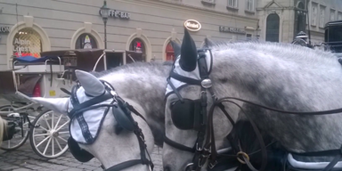 Fiaker-Pferde