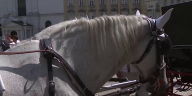 Fiakerpferd