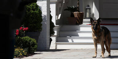 Diese 'First Dogs' ziehen jetzt ins Wei&szlig;e Haus